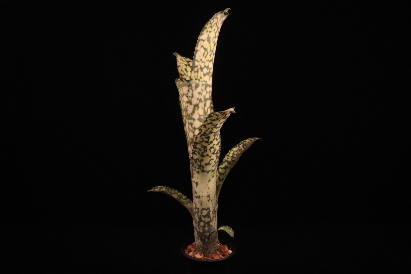 Billbergia 'Ivory Tower'〔ビルベルギア〕B0282 Billbergia 'Ivory Tower'〔ビルベルギア〕B0282 送料無料】Billbergia