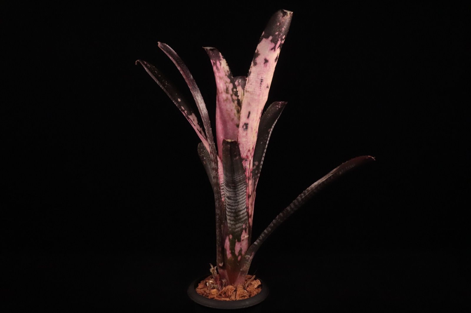 Billbergia Kolan Pink Piranha 〔ビルベルギア〕現品発送B0285 plane plants