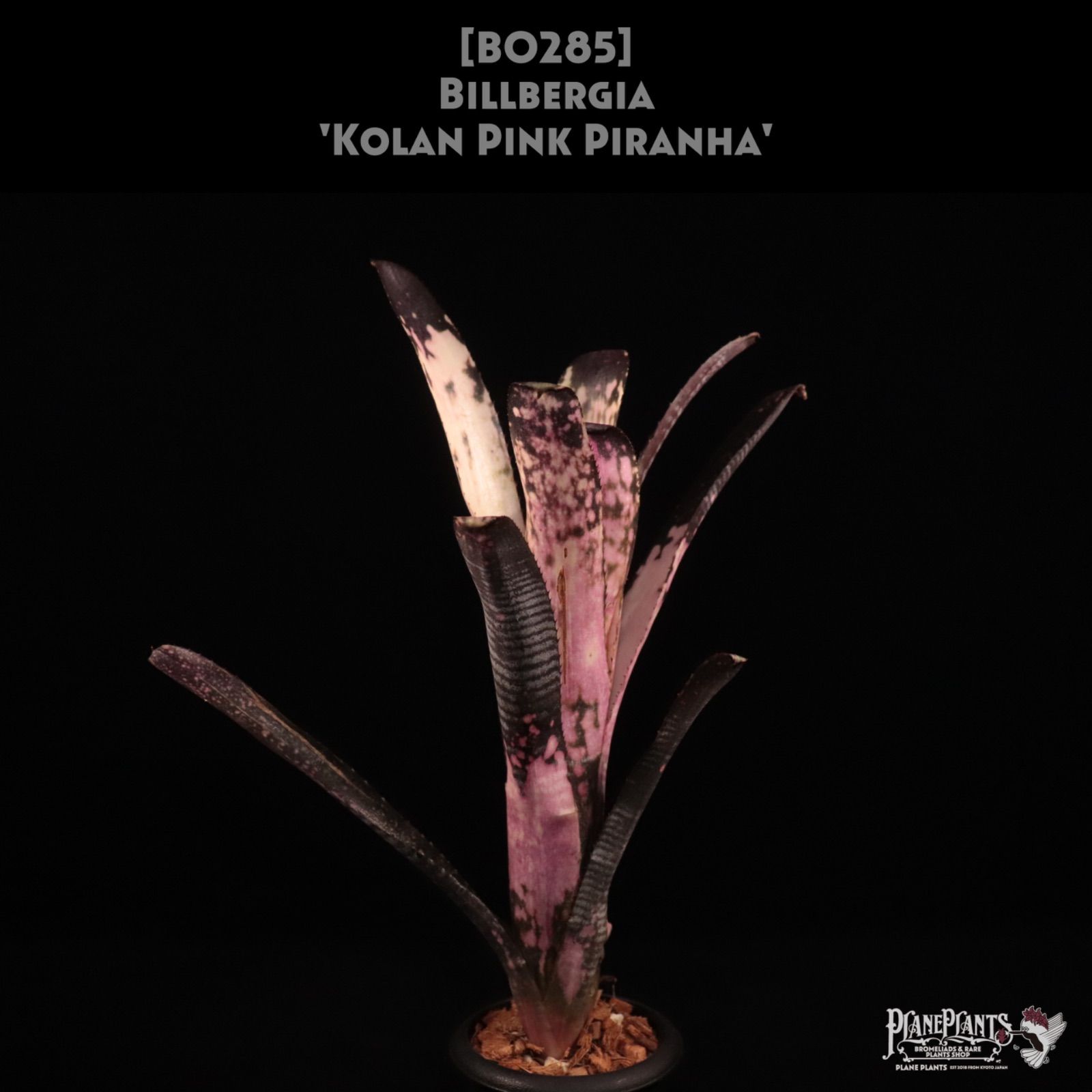 Billbergia Kolan Pink Piranha 〔ビルベルギア〕現品発送B0285 plane plants