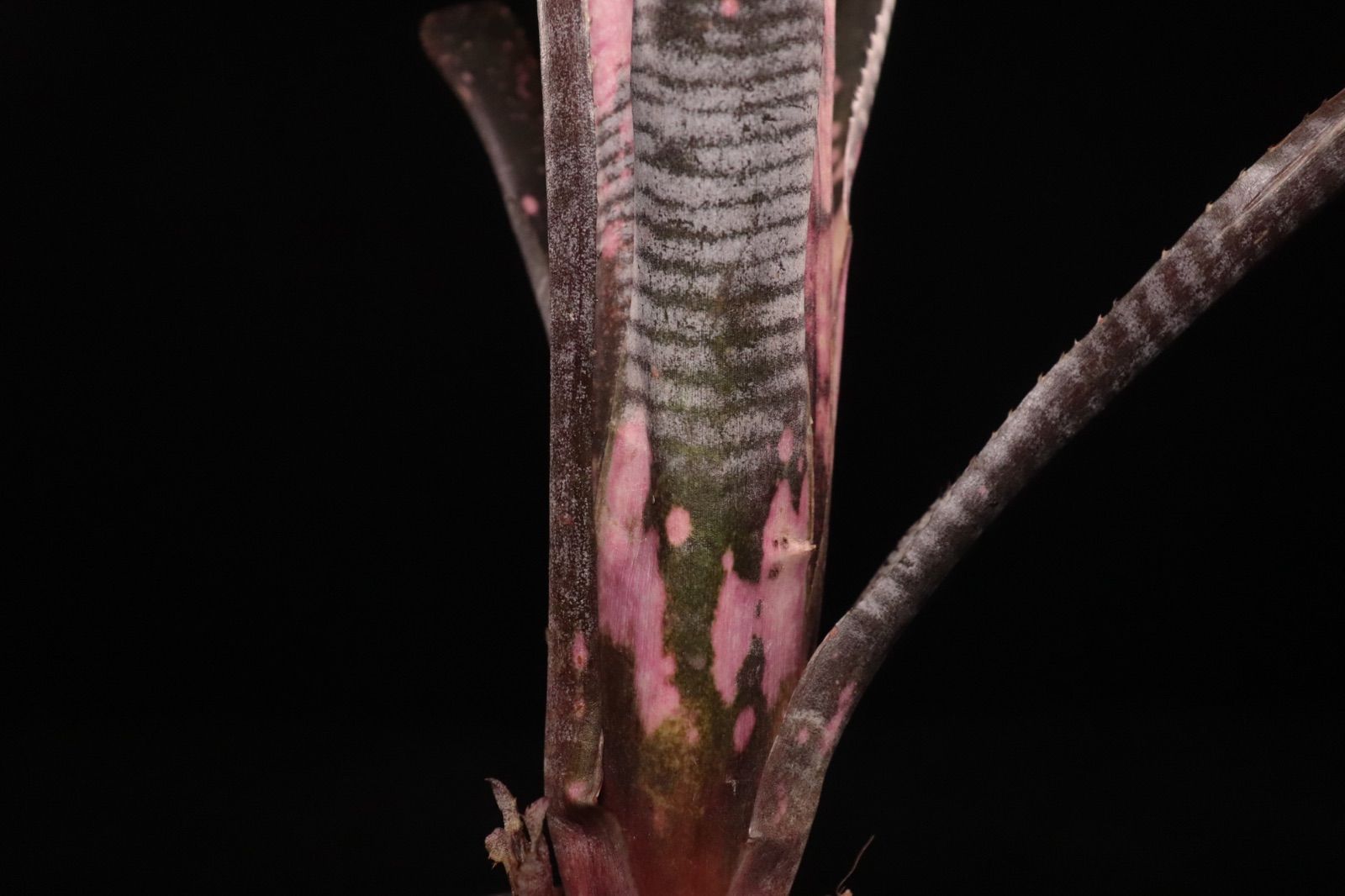 〔ビルベルギア〕現品発送B0285 plane