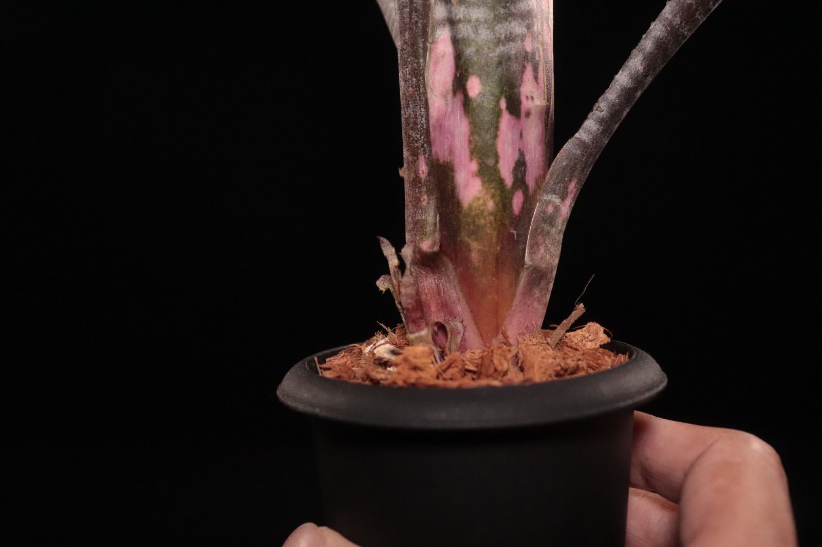 〔ビルベルギア〕現品発送B0285 plane