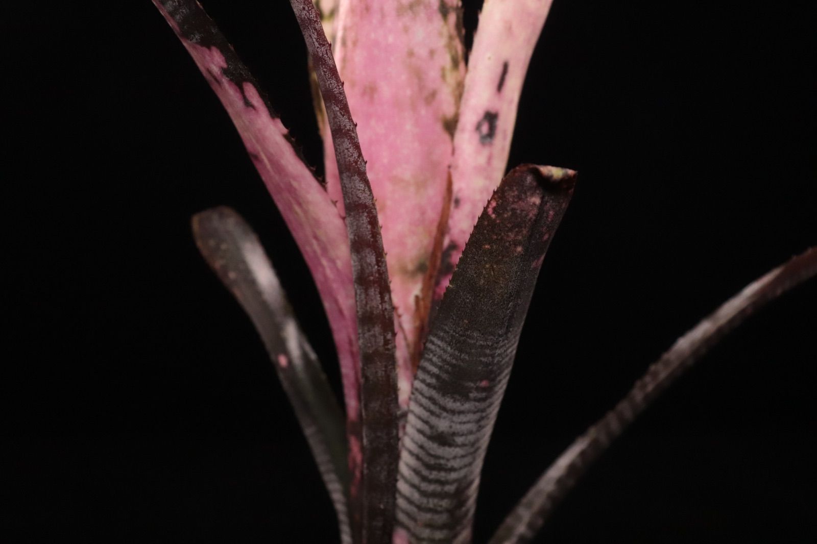 Billbergia Kolan Pink Piranha 〔ビルベルギア〕現品発送B0285 plane plants WWW_GEBZETESISAT_COM_TR