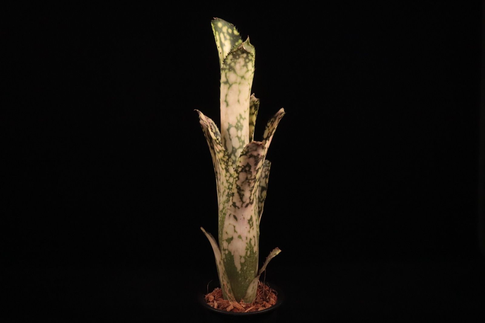 Billbergia Kolan Snowman 〔ビルベルギア〕現品発送B0287 plane plants