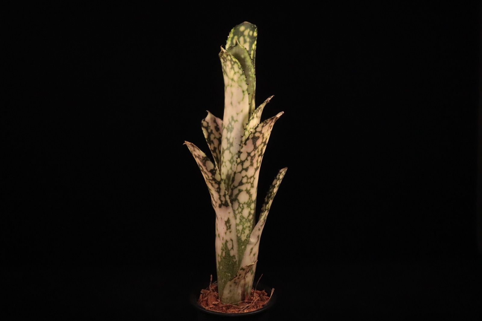 送料無料】Billbergia 'Kolan Snowman'〔ビルベルギア〕現品発送B0287