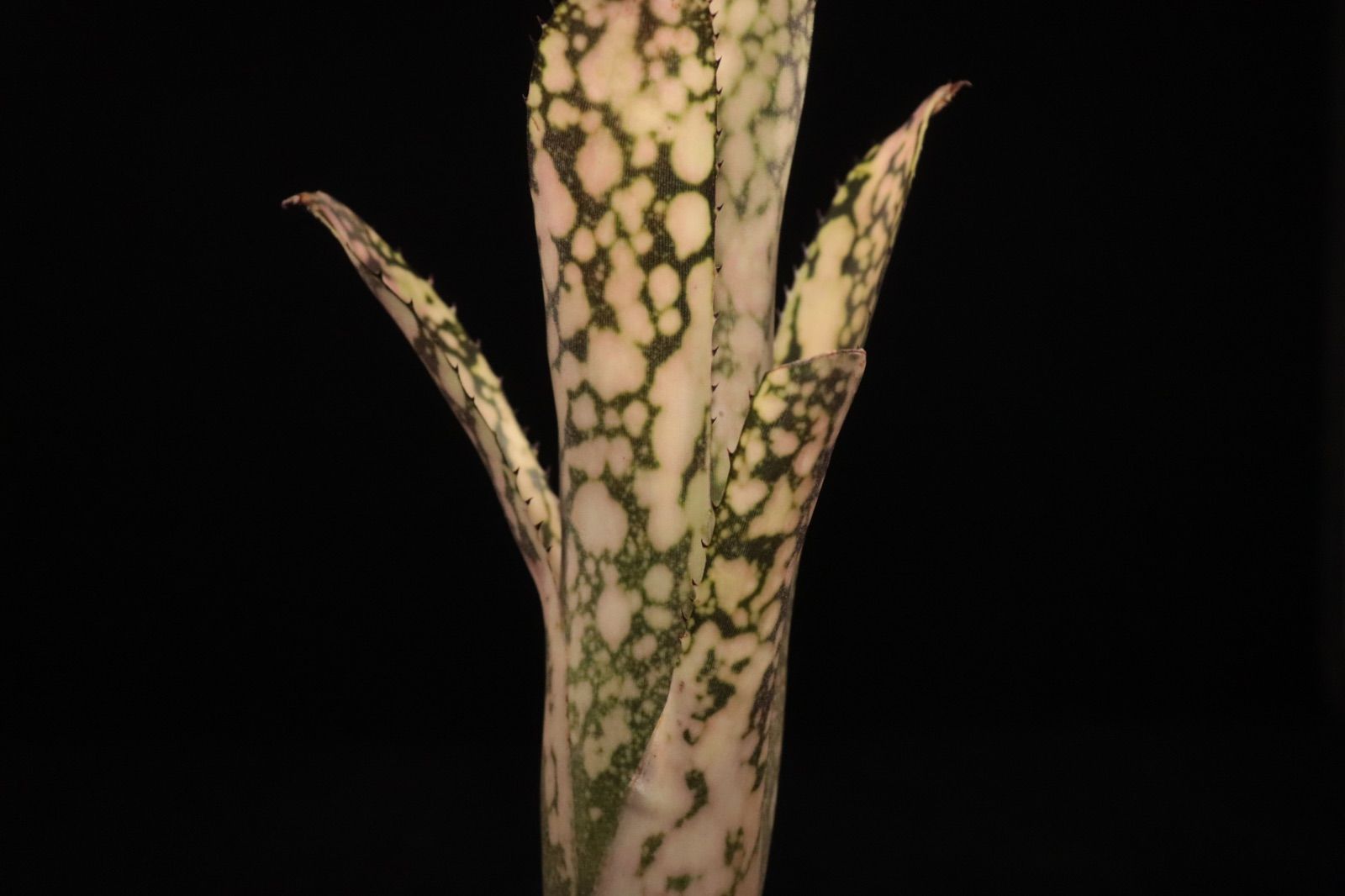 Billbergia 'Kolan man'〔ビルベルギア〕B0287 Billbergia 'Kolan man