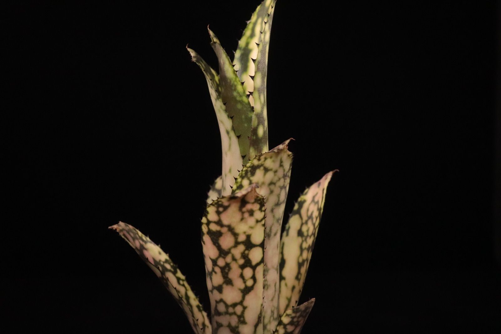 送料無料】Billbergia 'Kolan Snowman'〔ビルベルギア〕現品発送B0287