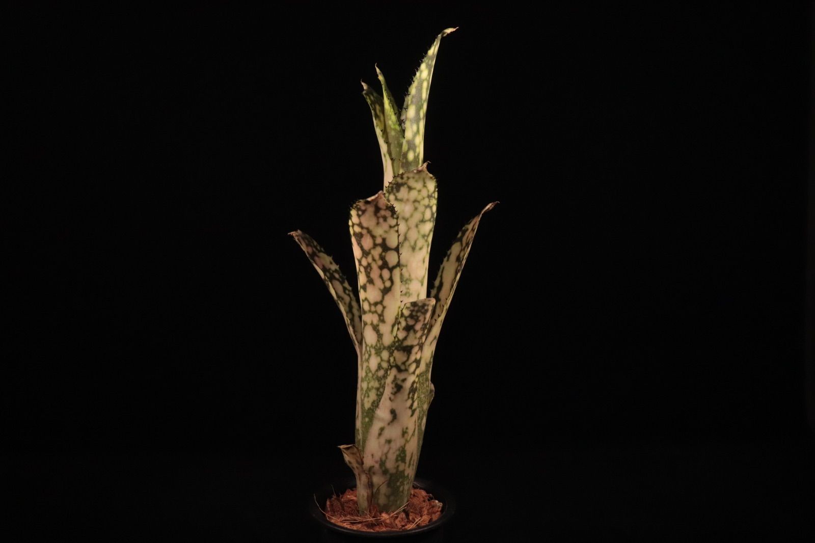 Billbergia Kolan Snowman 〔ビルベルギア〕現品発送B 0287 plane plants