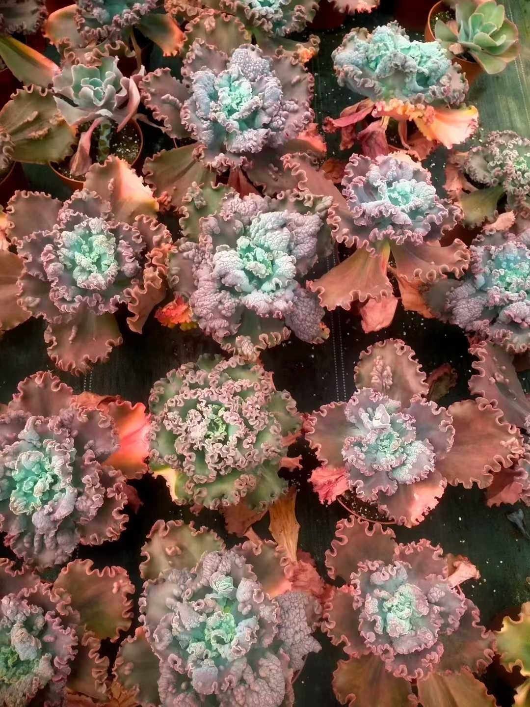 8株×レッドバロン 多肉植物 エケベリア セダム アエオニウム グラプトペタルム 韓国苗 寄せ植え ZX99