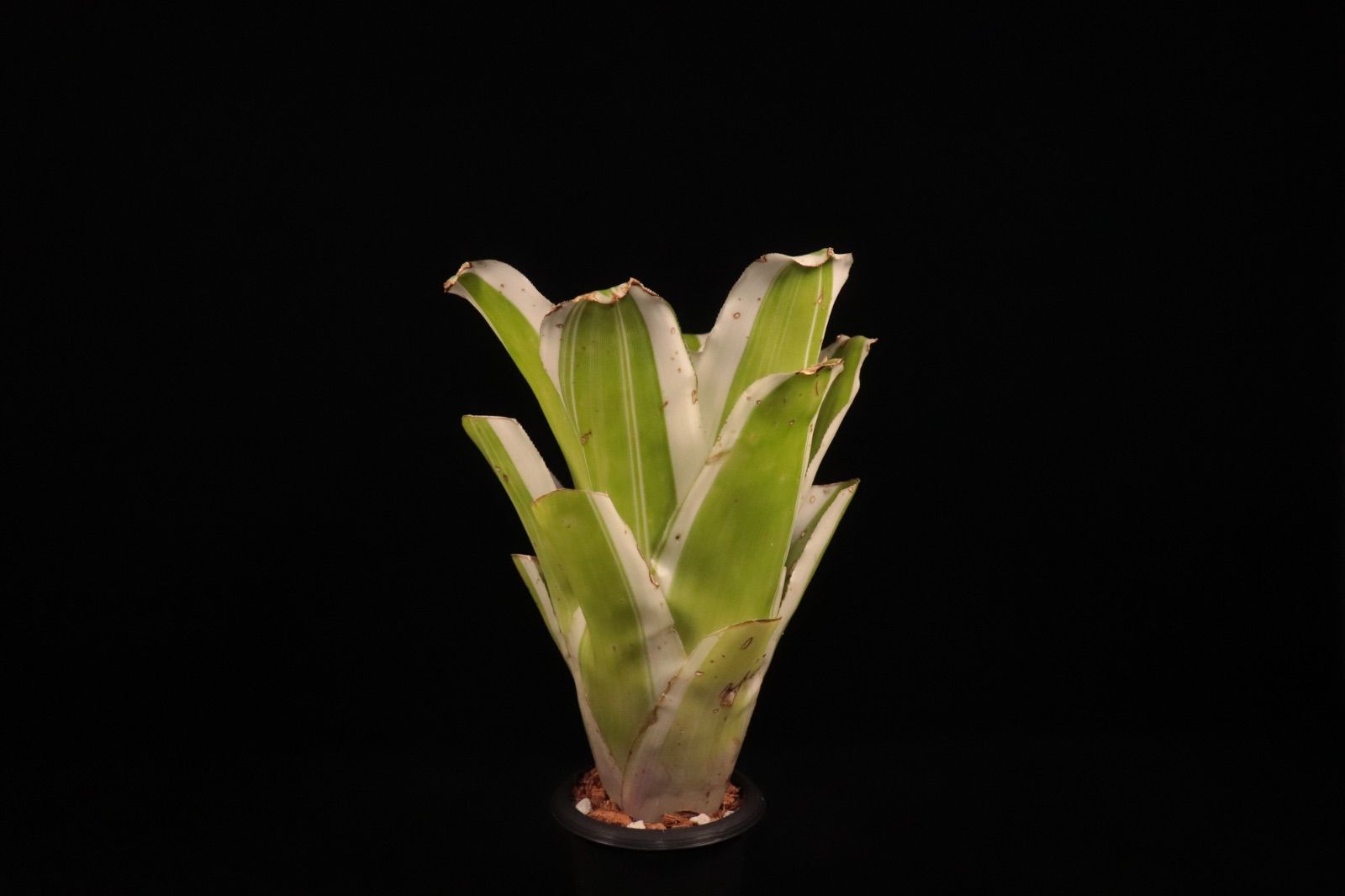 チランジア カプトメデューサ x コンコロール Tillandsia concolor x