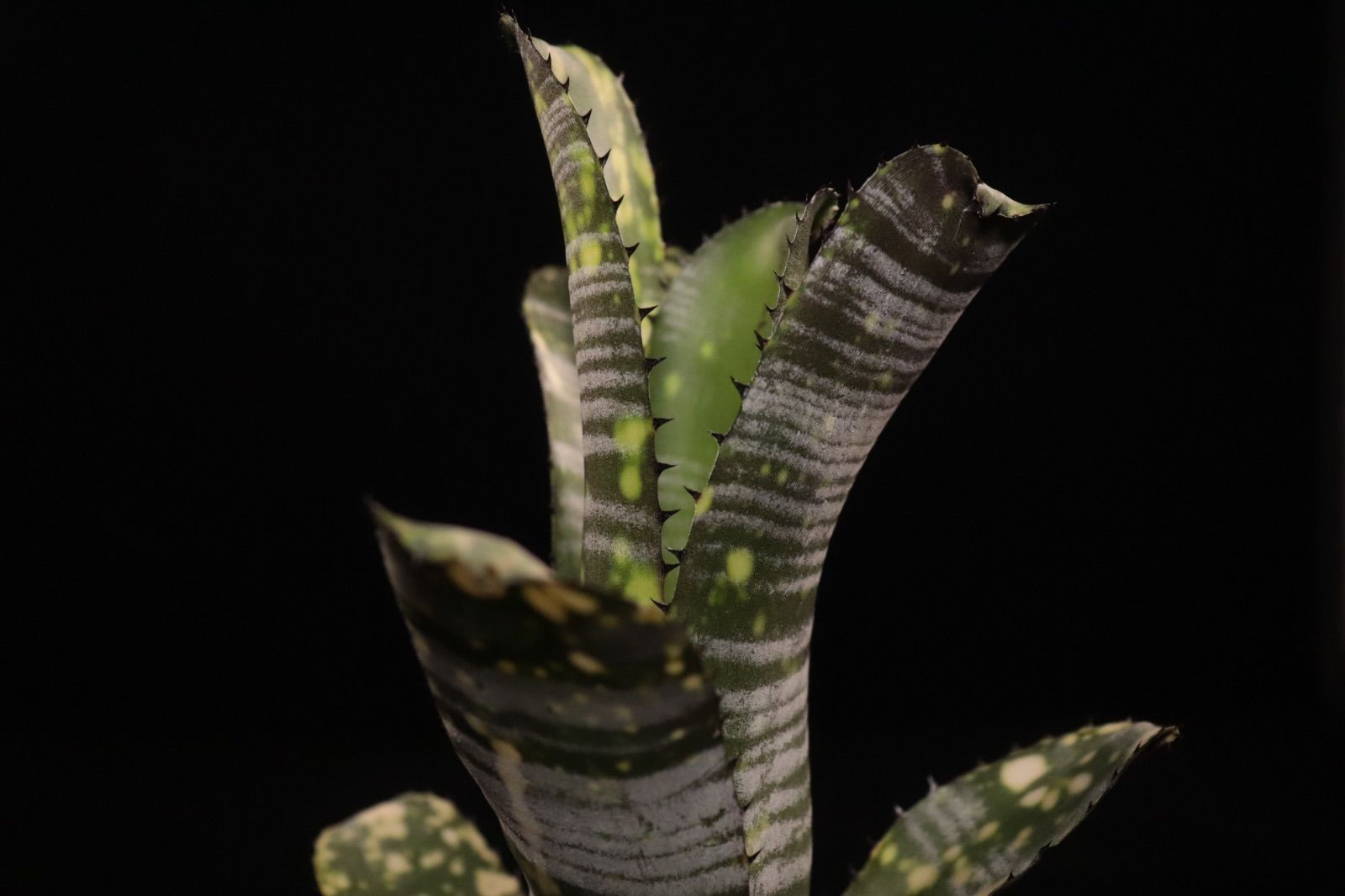 送料無料】Billbergia 'Limestone'〔ビルベルギア〕現品発送B0289