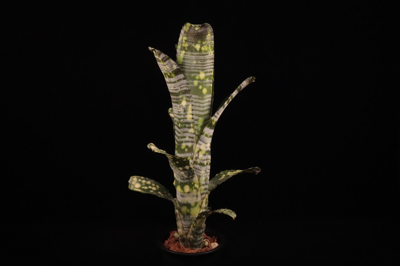 Billbergia 'Limestone'〔ビルベルギア〕現品発送B0289 送料無料】Billbergia 'Limestone'〔ビルベルギア〕現品発送B0289