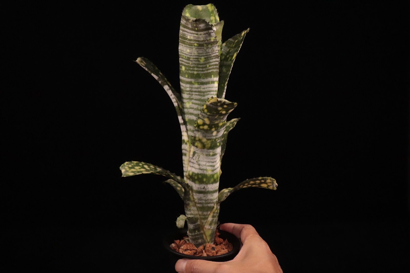 Billbergia 'Limestone'〔ビルベルギア〕現品発送B0289 送料無料】Billbergia 'Limestone'〔ビルベルギア〕現品発送B0289