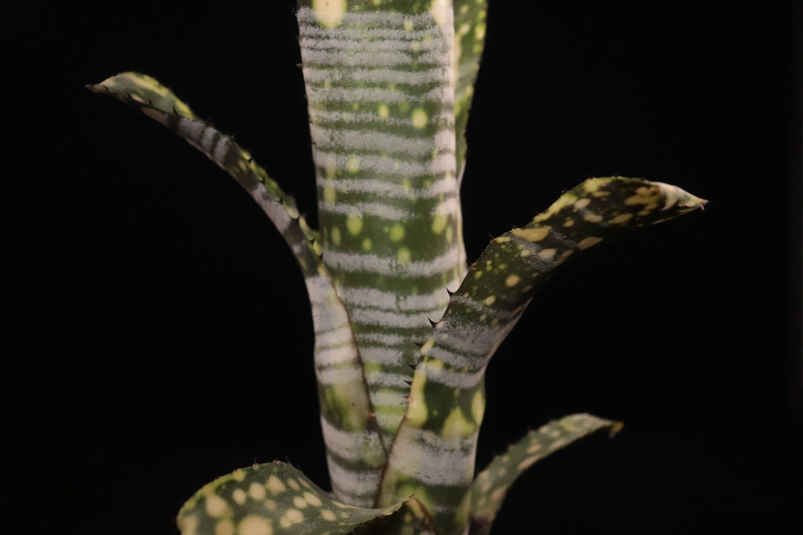 Billbergia 'Limestone'〔ビルベルギア〕現品発送B0289 送料無料】Billbergia 'Limestone'〔ビルベルギア〕現品発送B0289