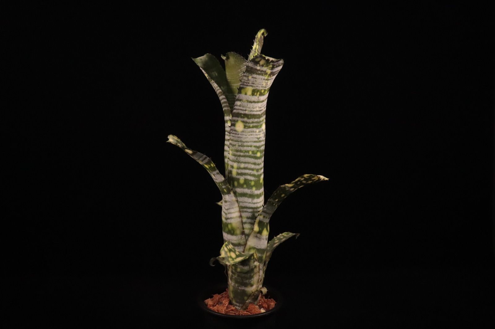 Billbergia 'Limestone'〔ビルベルギア〕現品発送B0289 送料無料】Billbergia 'Limestone'〔ビルベルギア〕現品発送B0289