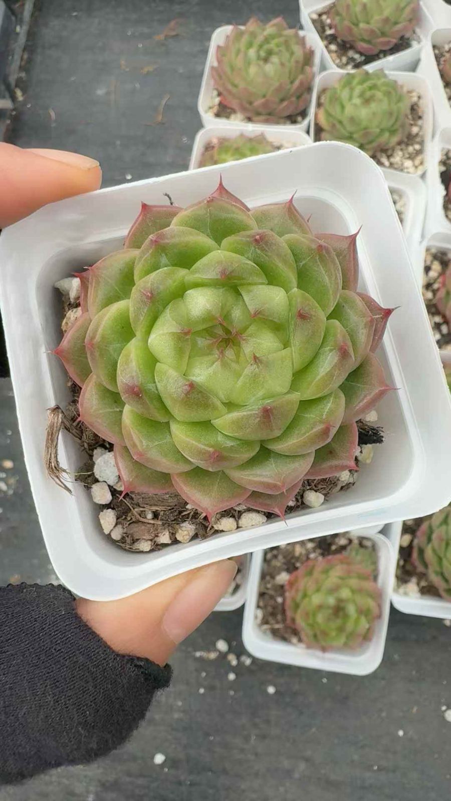 54株×カゲツヤ 多肉植物 エケベリア セダム アエオニウム