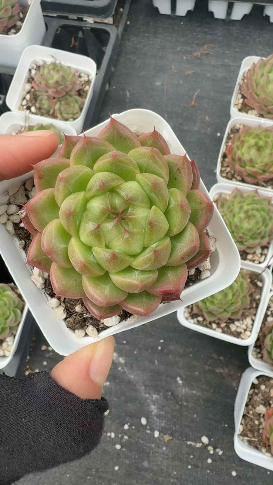 54株×カゲツヤ 多肉植物 エケベリア セダム アエオニウム