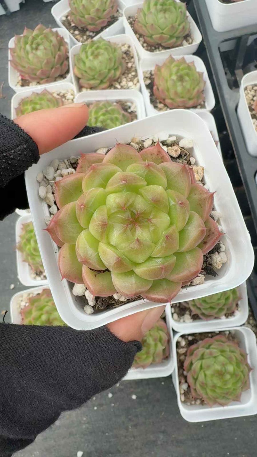 54株×カゲツヤ 多肉植物 エケベリア セダム アエオニウム