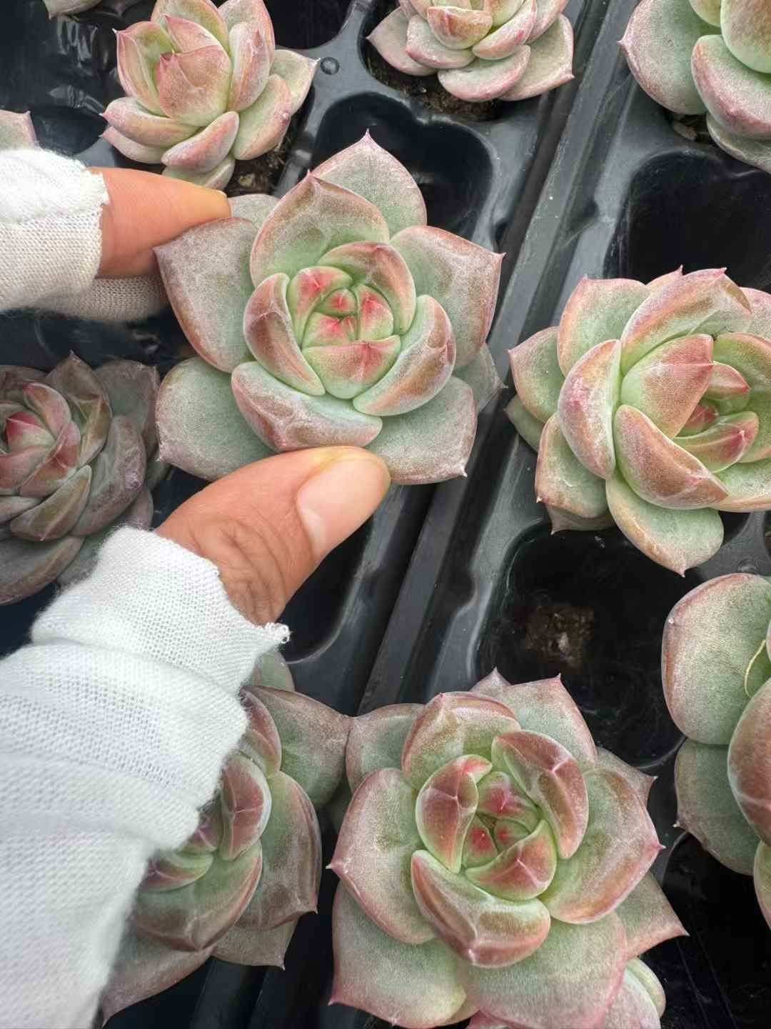 新発売 XQS153 ホワイトシュガー 105苗セット 土と根付き 多肉植物