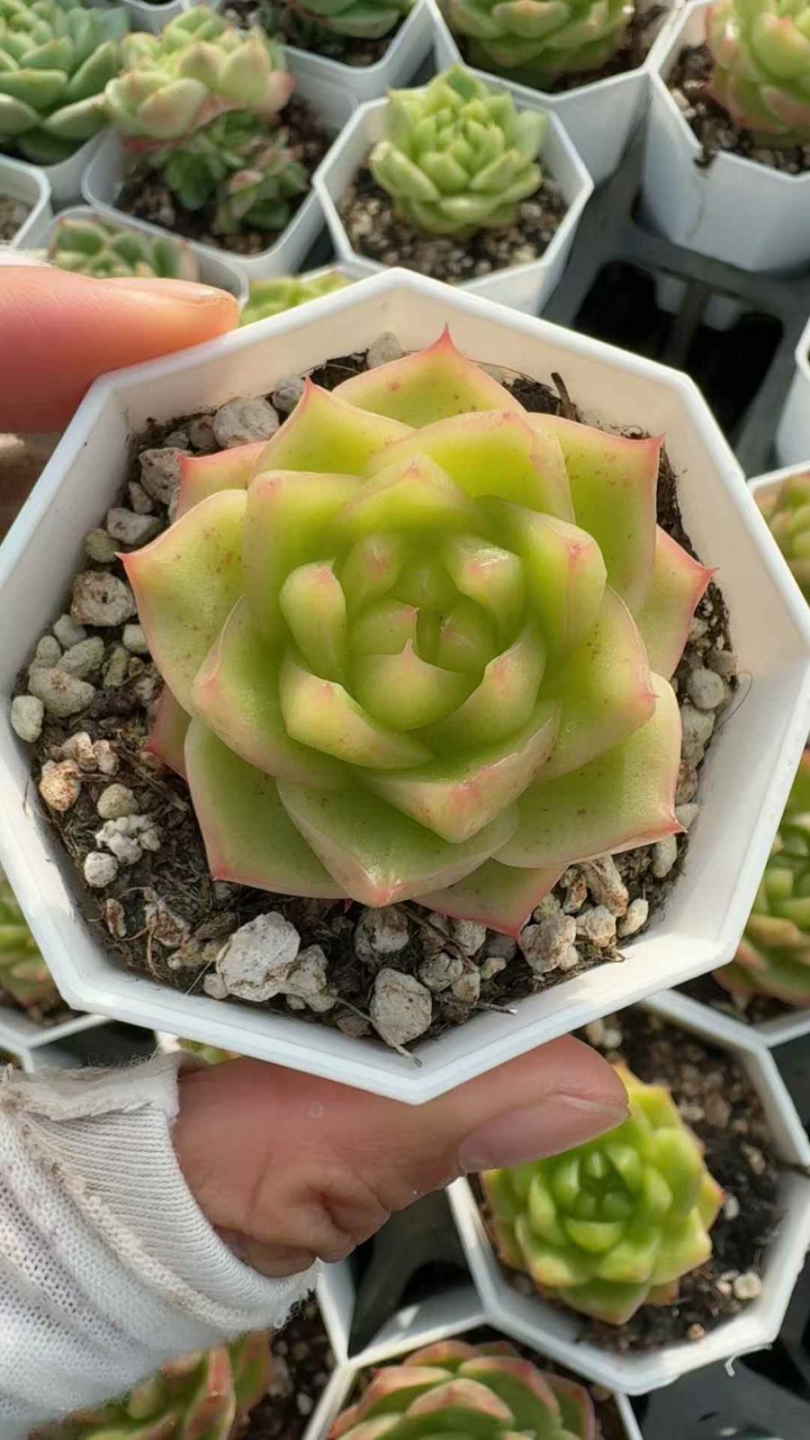 アスティエ アレクサンドル・スーププレートPM 最新 アスティエ