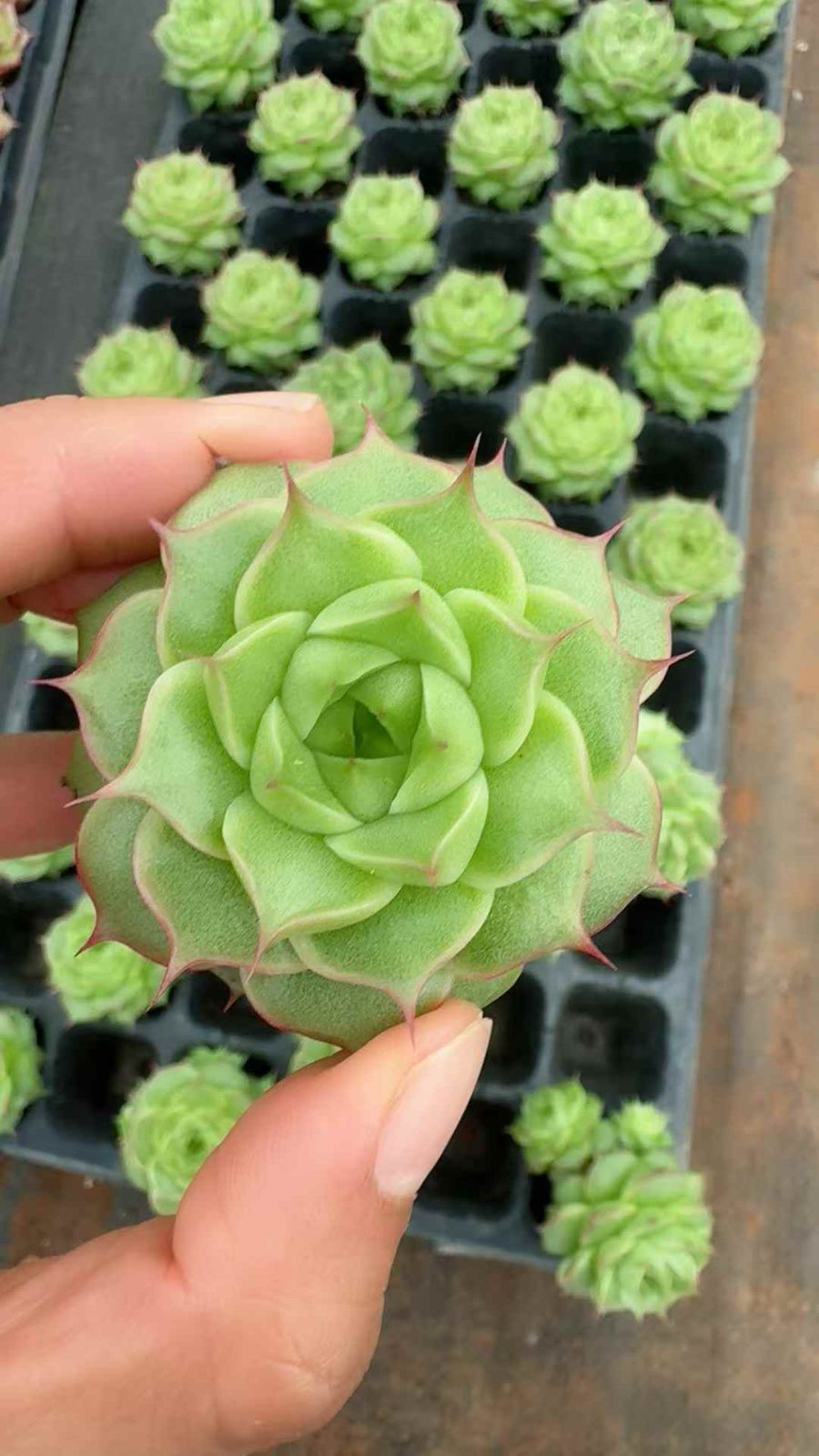 Noritake ボンチャイナ　9729 蓋付ボウル　 シェナンドー　薔薇　銀縁 Noritake ボンチャイナ 9729 蓋付ボウル シェナンドー 薔薇 銀縁