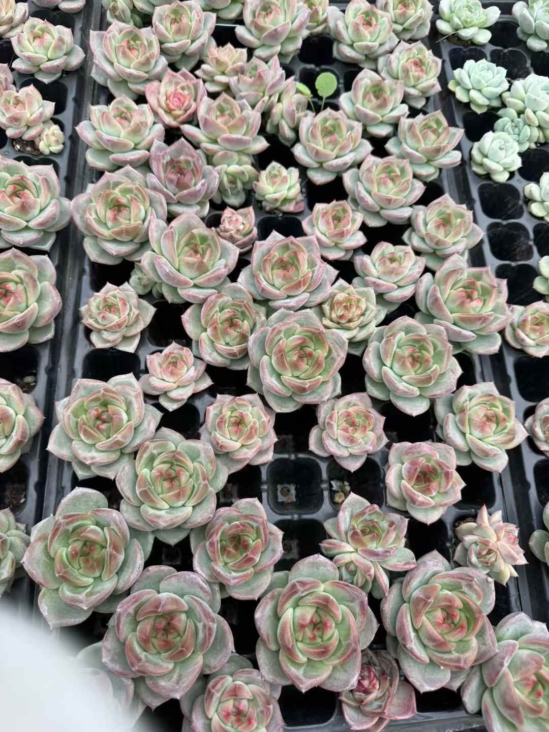 新入荷 ビロード 鮮やかな105苗セット 土と根付き 多肉植物 エケベリア