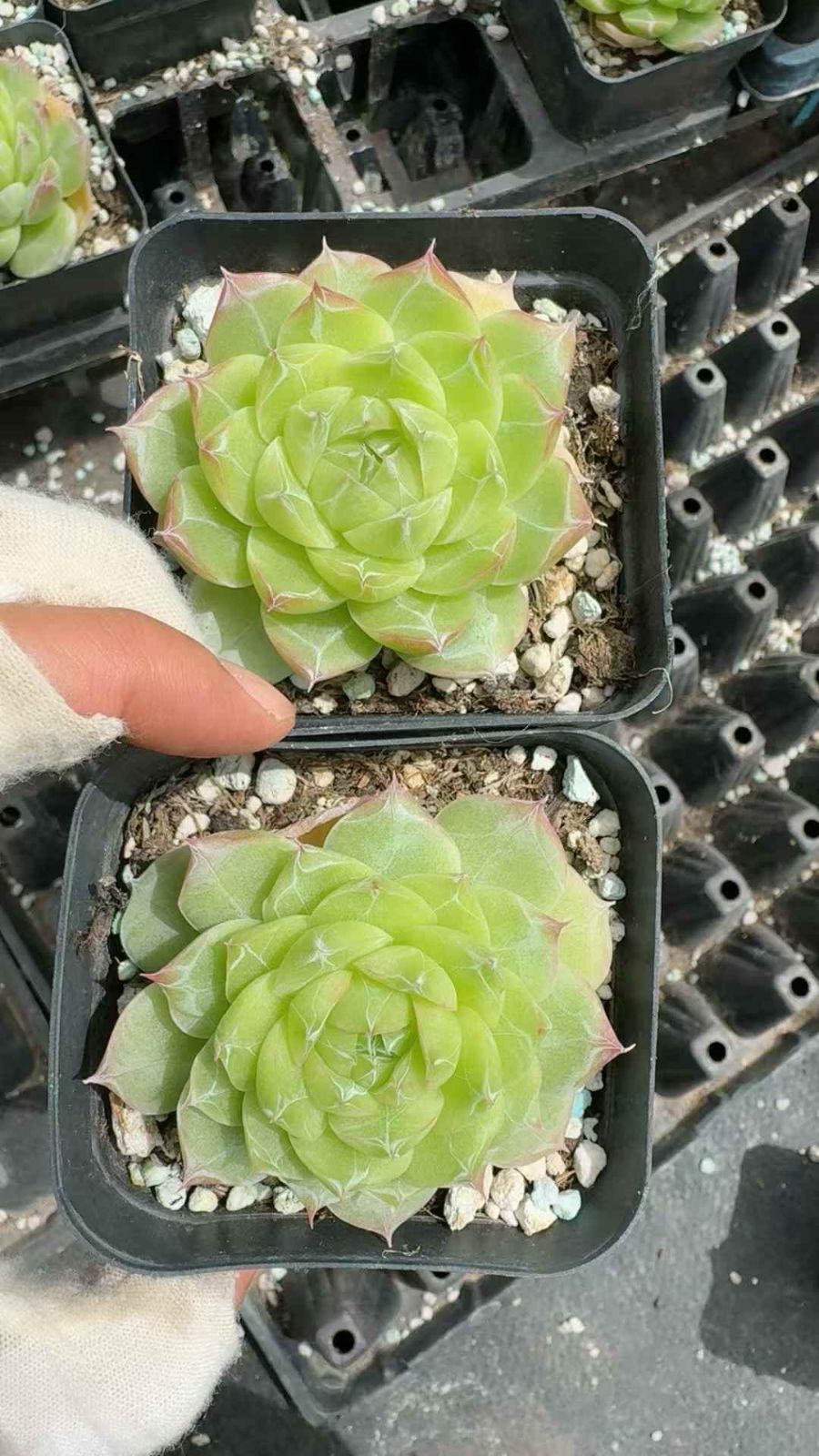 54株×クモノイトマキニシキ 多肉植物 エケベリア セダム アエオニウム