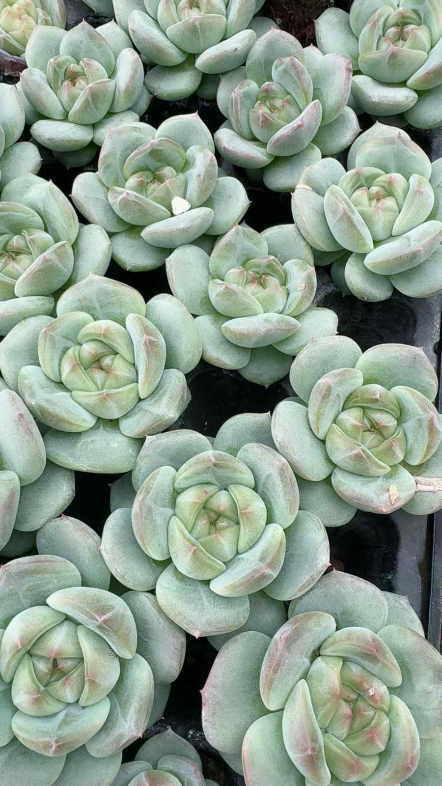 53苗×シャンペンニシキ 多肉植物 エケベリア セダム アエオニウム