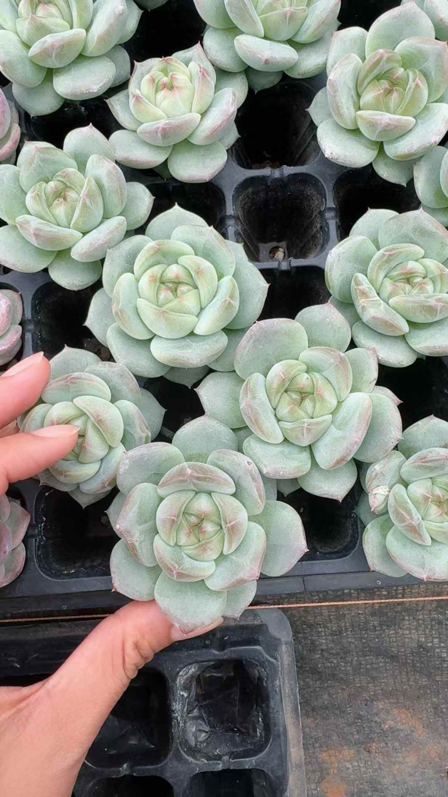 53苗×シャンペンニシキ 多肉植物 エケベリア セダム アエオニウム