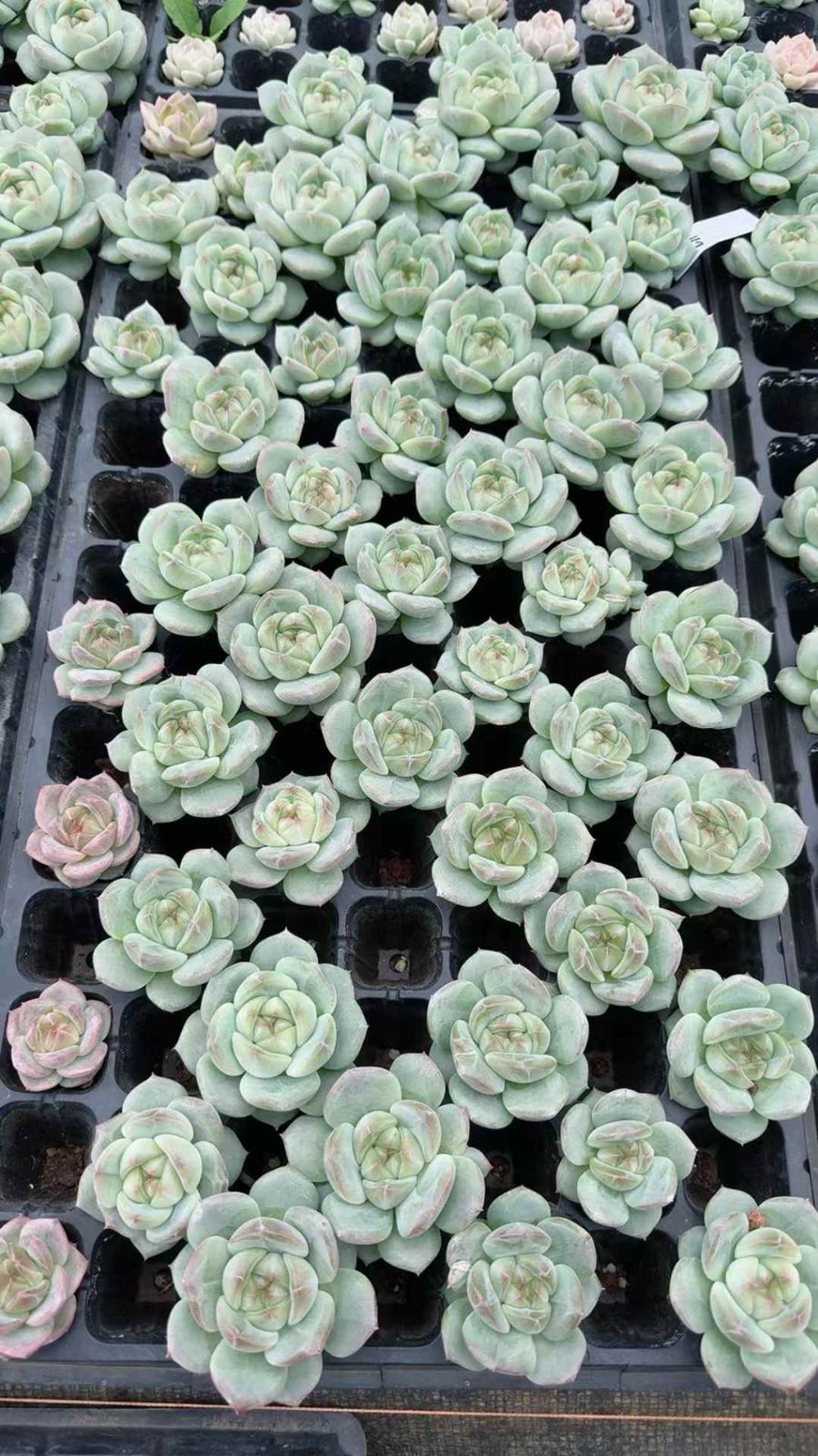 53苗×シャンペンニシキ 多肉植物 エケベリア セダム アエオニウム