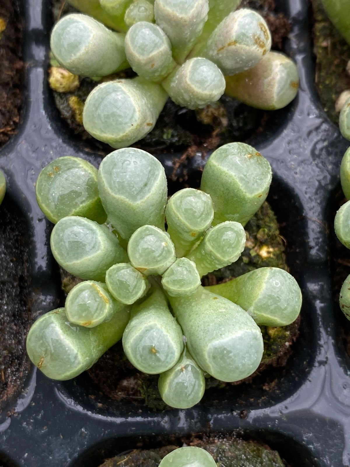 105苗×イスズタマ 多肉植物