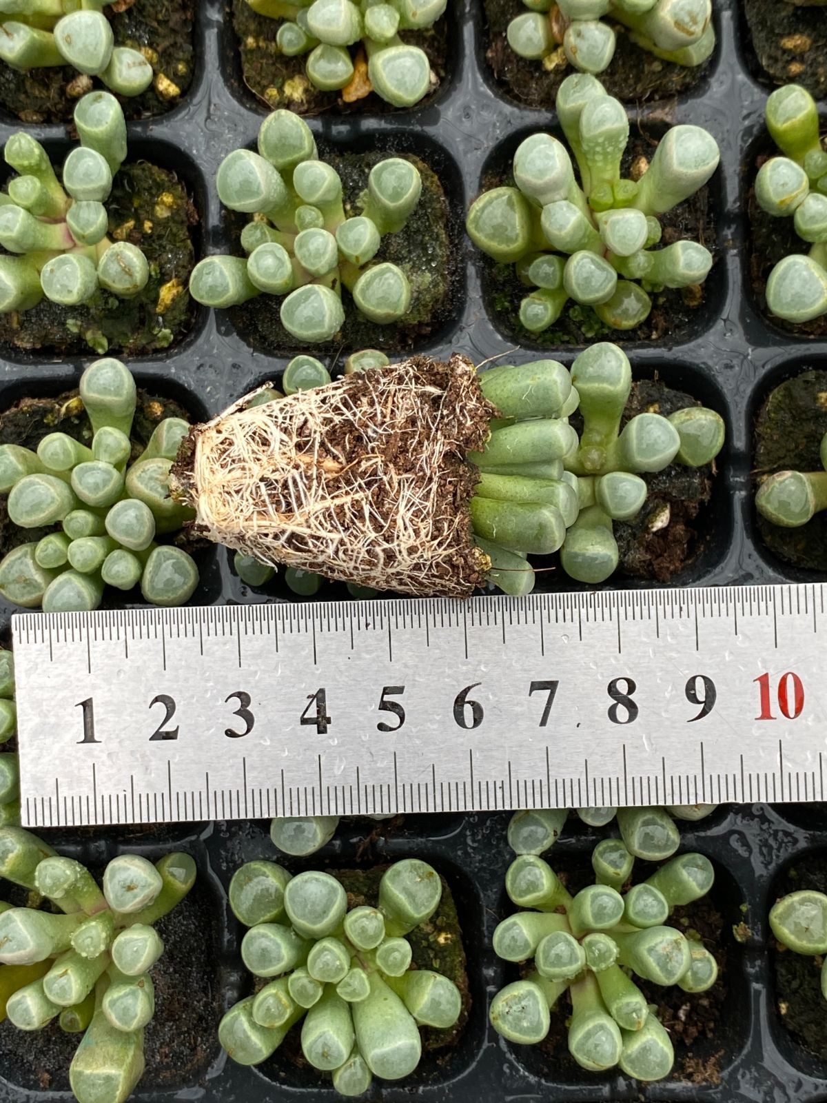 エケベリア セダム