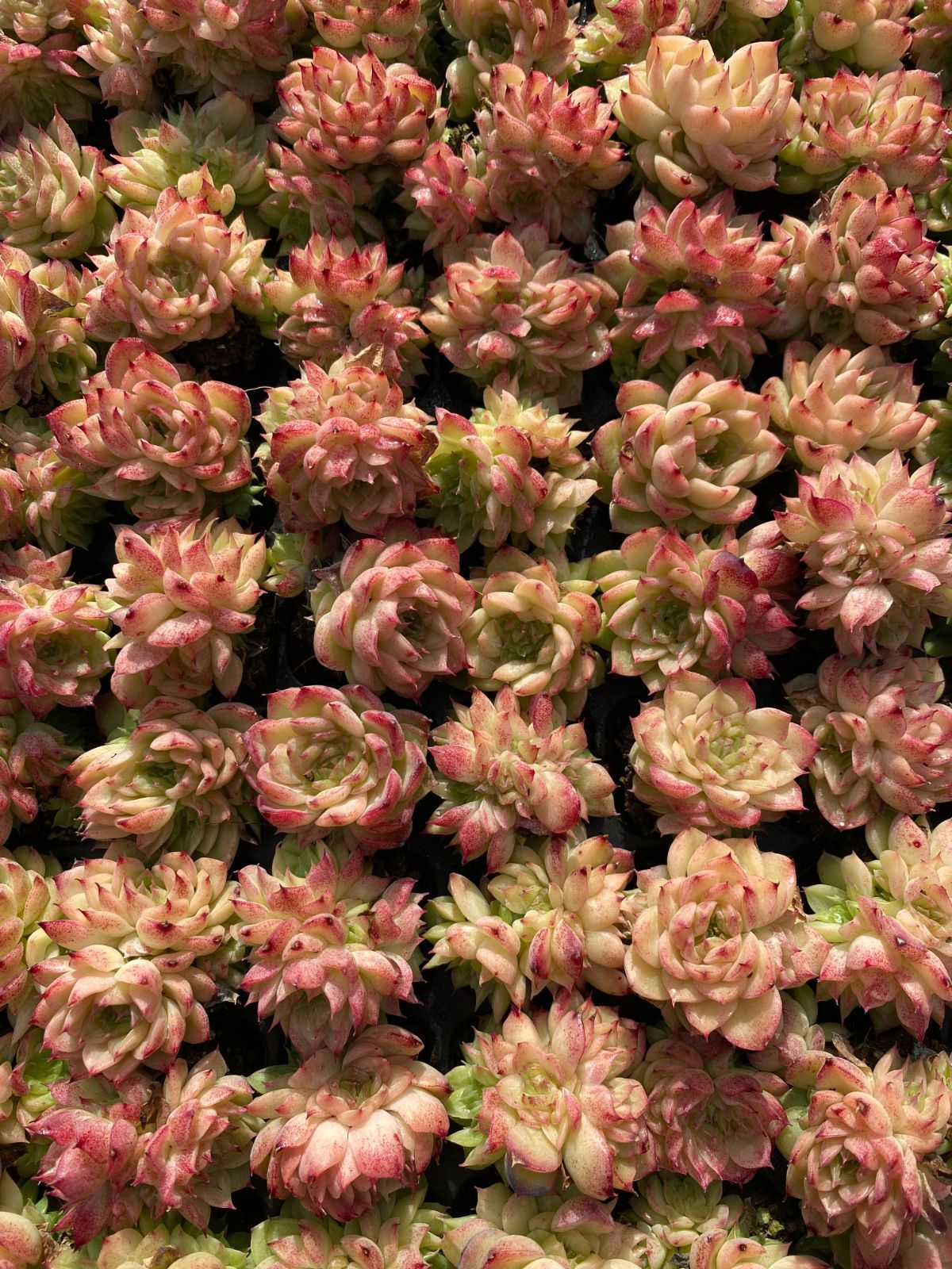 105苗×レッドスワン 多肉植物 エケベリア セダム アエオニウム グラプトペタルム 韓国苗 寄せ植え XQS211