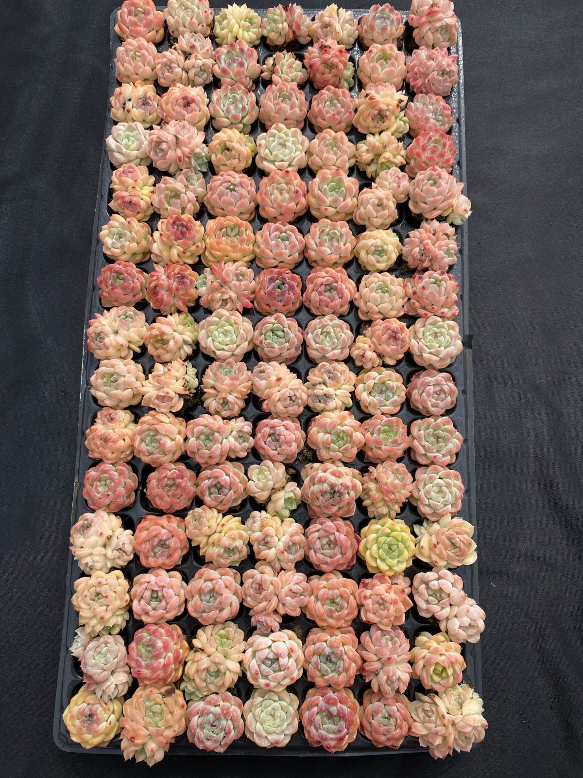 105苗×ハクトウキサン 多肉植物 エケベリア セダム アエオニウム グラプトペタルム 韓国苗 寄せ植え XQS201