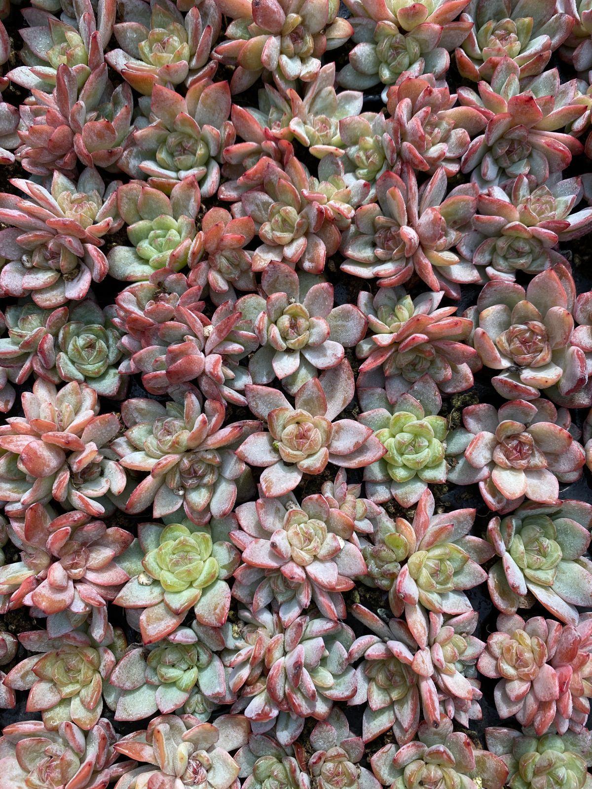 105苗×スタージェニー 多肉植物 エケベリア セダム アエオニウム グラプトペタルム 韓国苗 寄せ植え XQS204