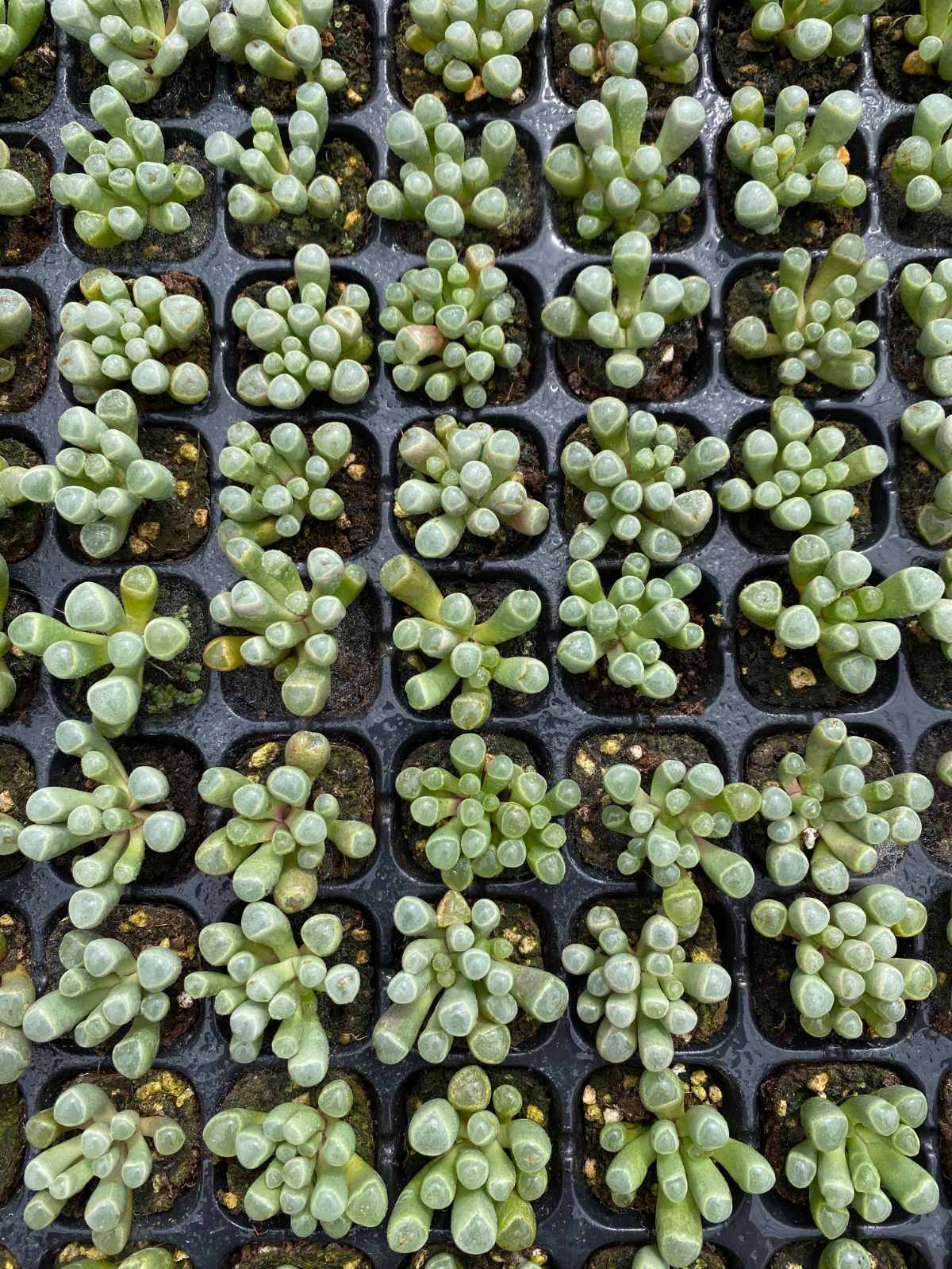 105苗×イスズタマ 多肉植物 エケベリア セダム アエオニウム グラプトペタルム 韓国苗 寄せ植え XQS207 WWW_GEBZETESISAT_COM_TR