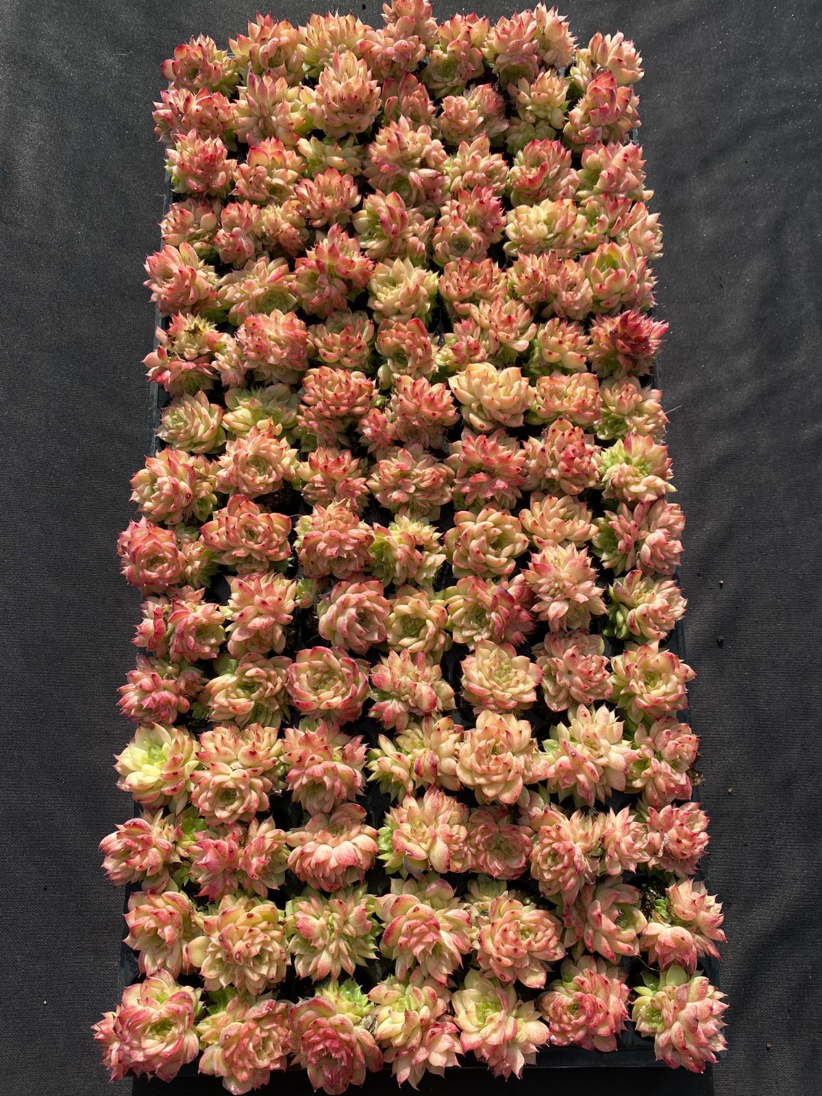 105苗×レッドスワン 多肉植物 エケベリア セダム アエオニウム グラプトペタルム 韓国苗 寄せ植え XQS211