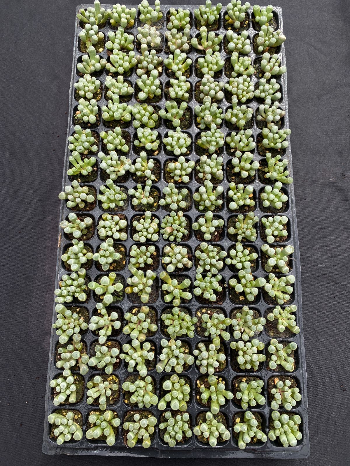 105苗×イスズタマ 多肉植物 エケベリア セダム アエオニウム グラプトペタルム 韓国苗 寄せ植え XQS207