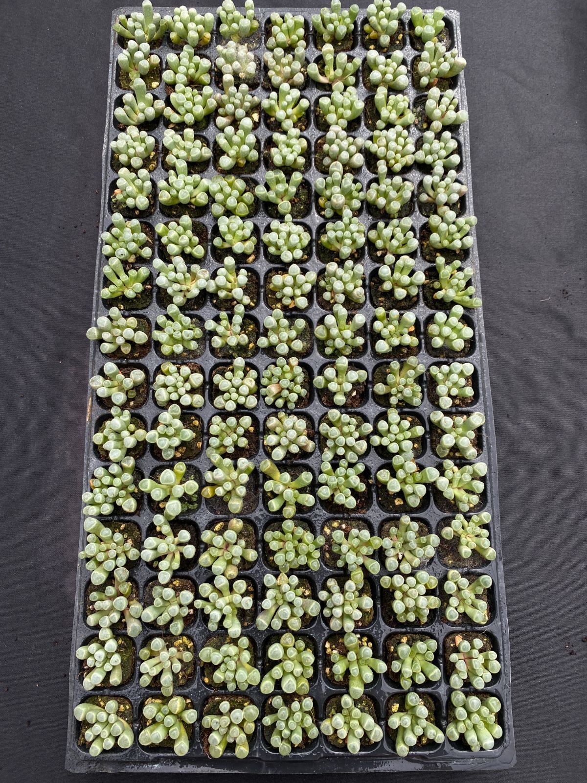 105苗×イスズタマ 多肉植物 エケベリア セダム アエオニウム グラプトペタルム 韓国苗 寄せ植え XQS207