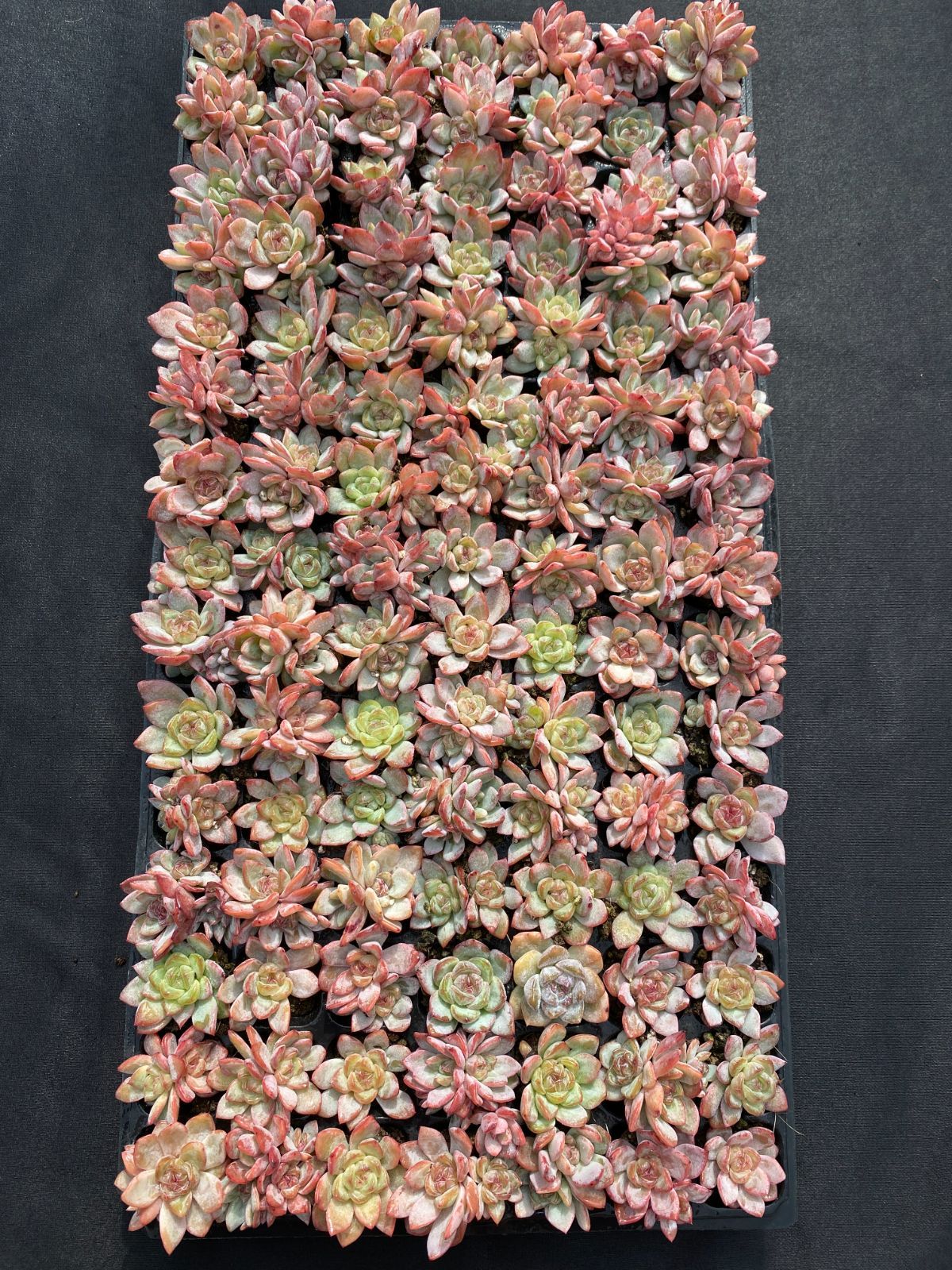 105苗×スタージェニー 多肉植物 エケベリア セダム アエオニウム グラプトペタルム 韓国苗 寄せ植え XQS204