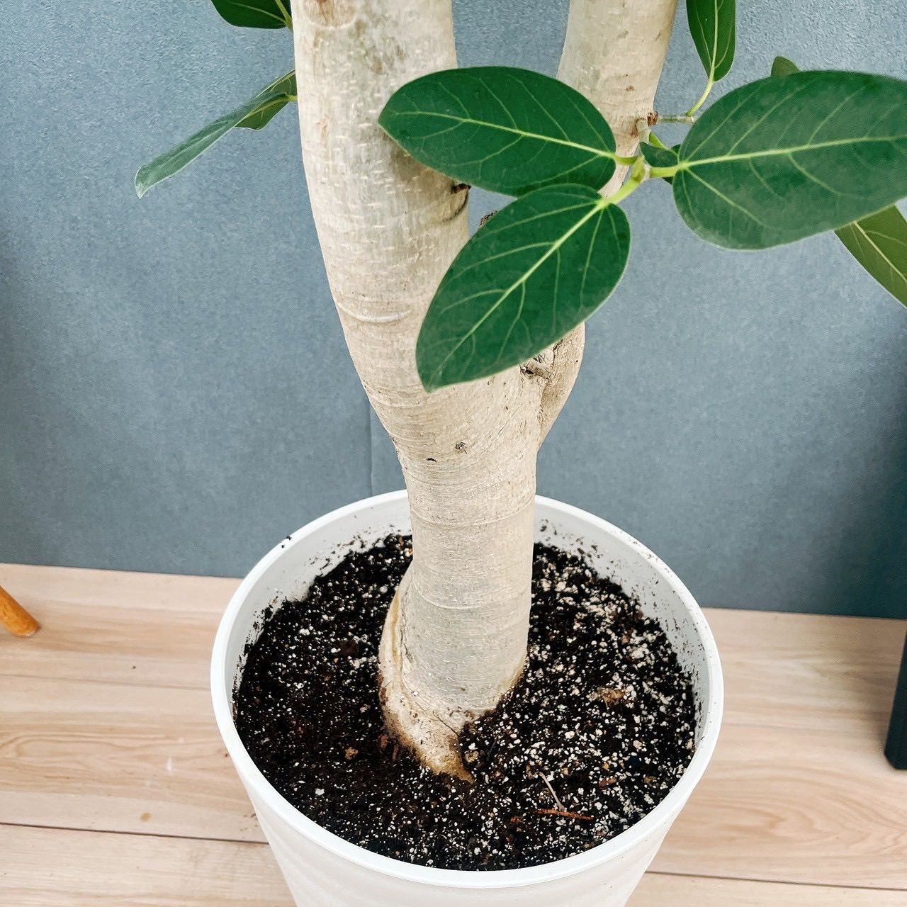 現品 1番 フィカス ベンガレンシス 10号 観葉植物 室内 大型 ゴムの木 人気 幹太 おしゃれ 特大