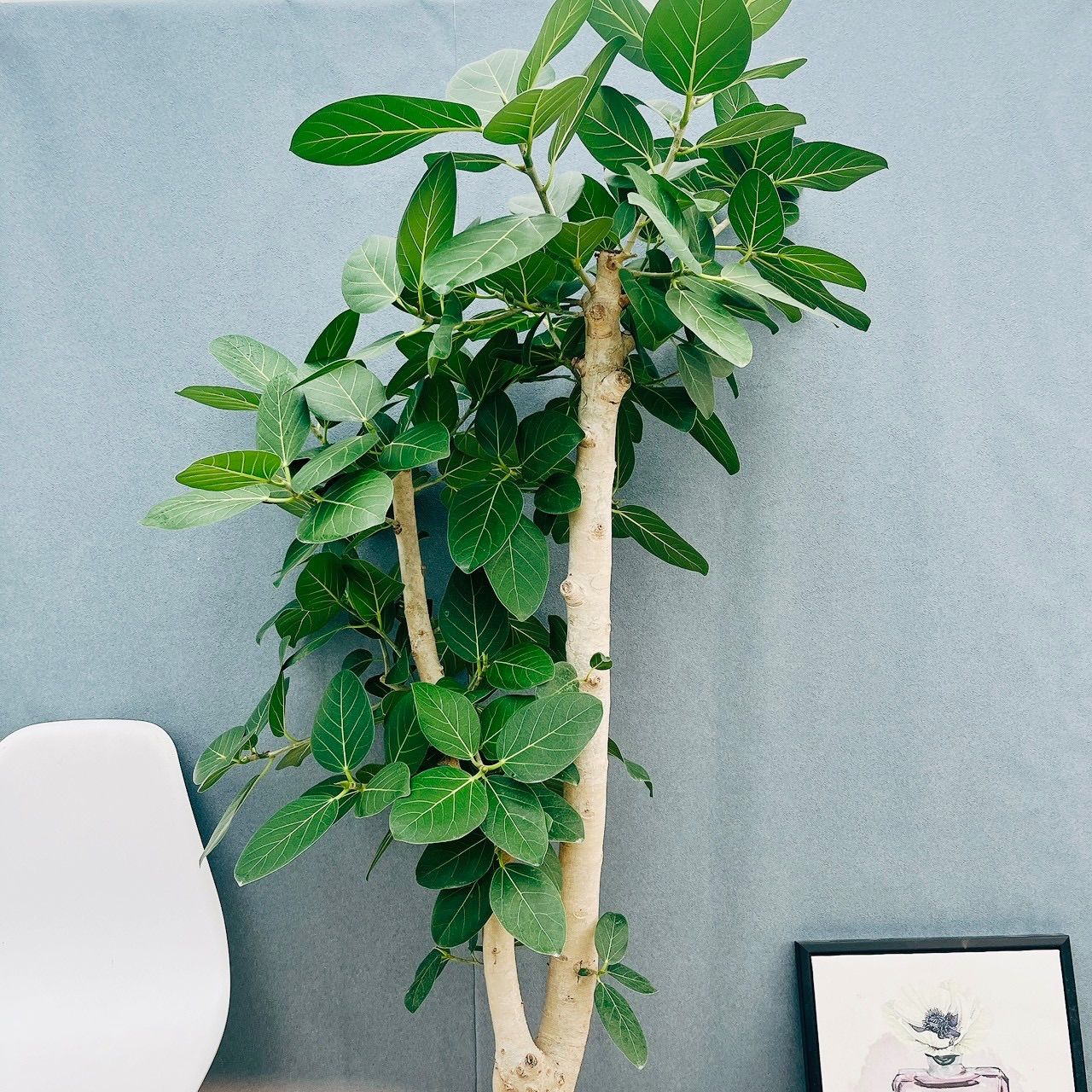 大型 フィカス ベンガレンシス 170-180cm 10号鉢 観葉植物 螺旋状の