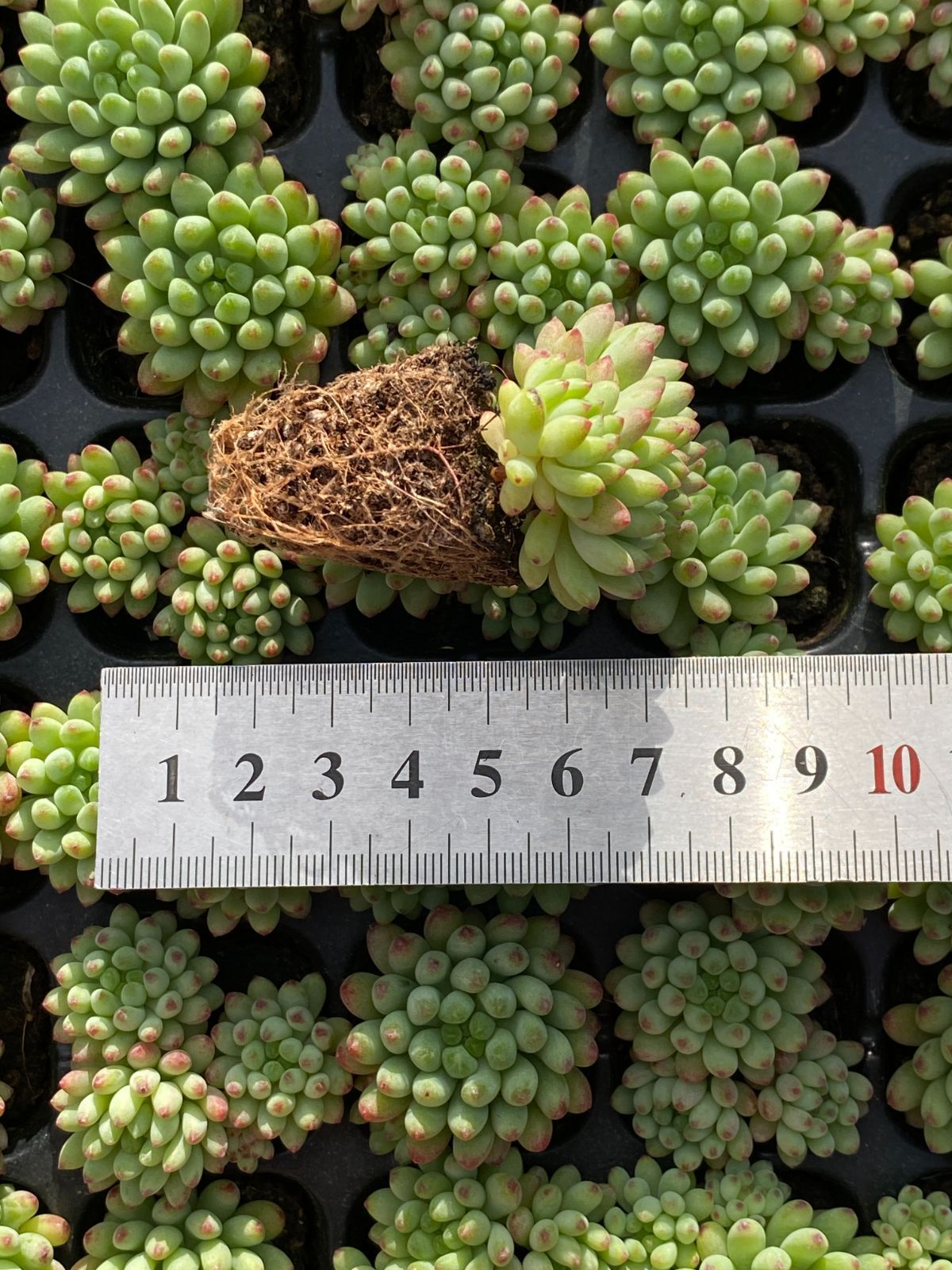 105苗×ハナビ 多肉植物 エケベリア セダム アエオニウム グラプトペタルム 韓国苗 寄せ植え XQS 316