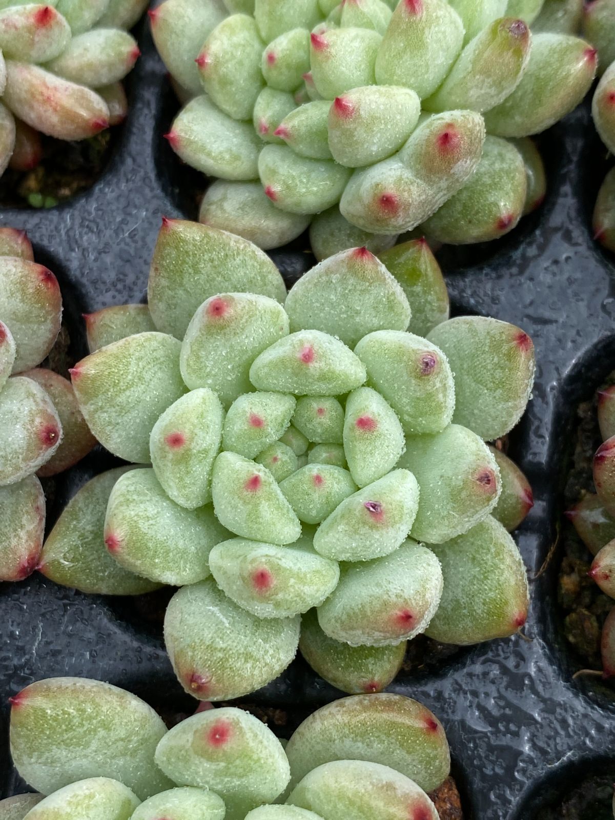 グラプトペタルム