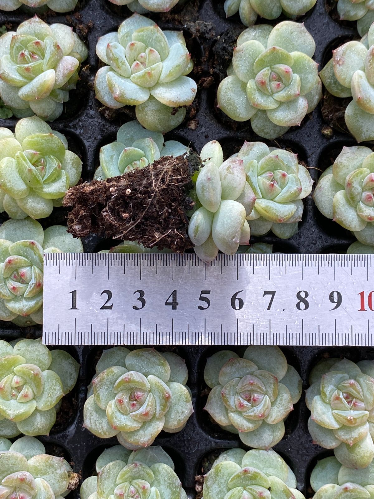  105苗 メイボウ 多肉植物 エケベリア セダム アエオニウム グラプトペタルム 韓国苗 寄せ植え XQS 330 その他多肉植物 観葉植物