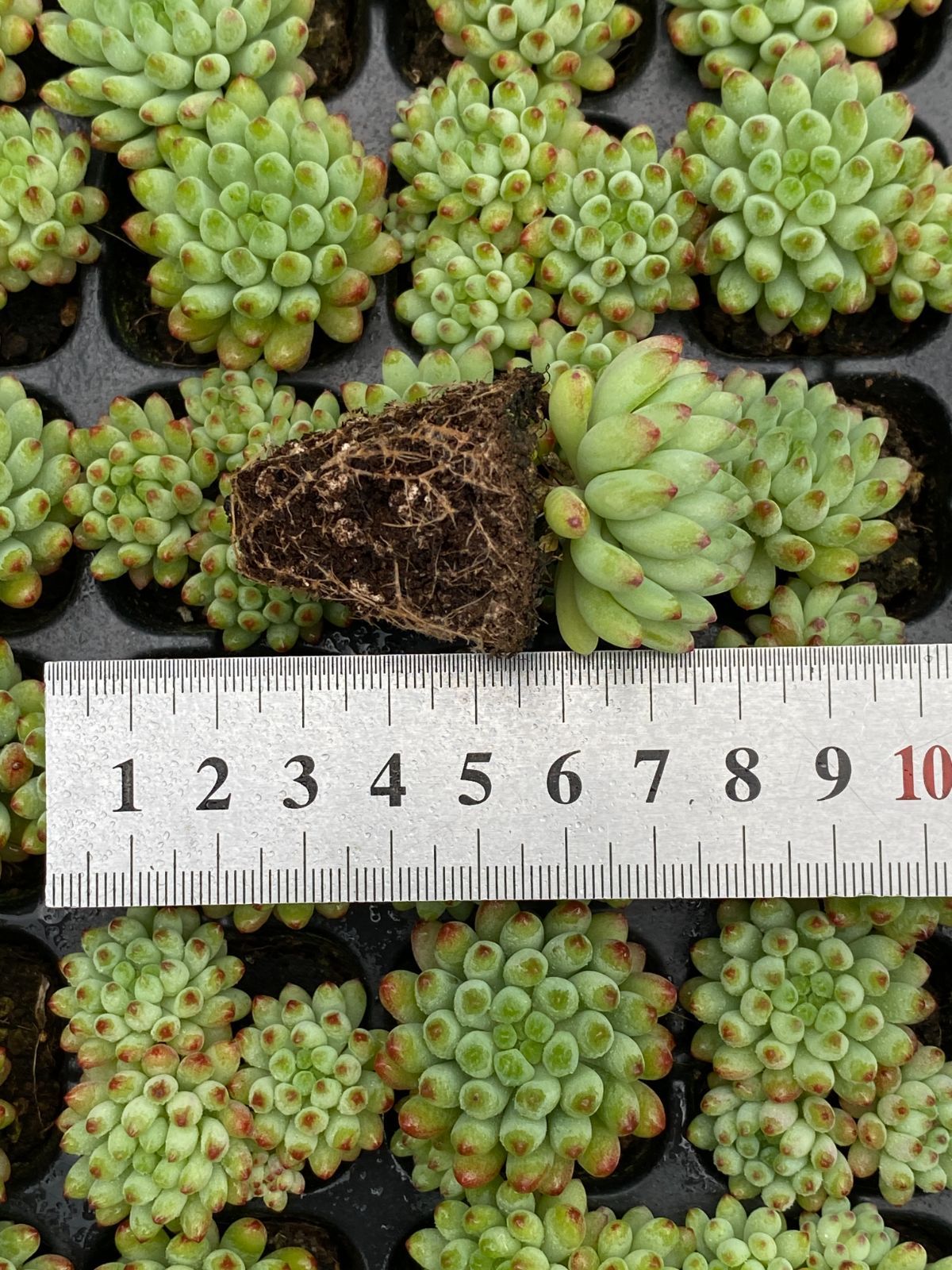 105苗×ハナビ 多肉植物 エケベリア セダム アエオニウム グラプトペタルム 韓国苗 寄せ植え XQS316