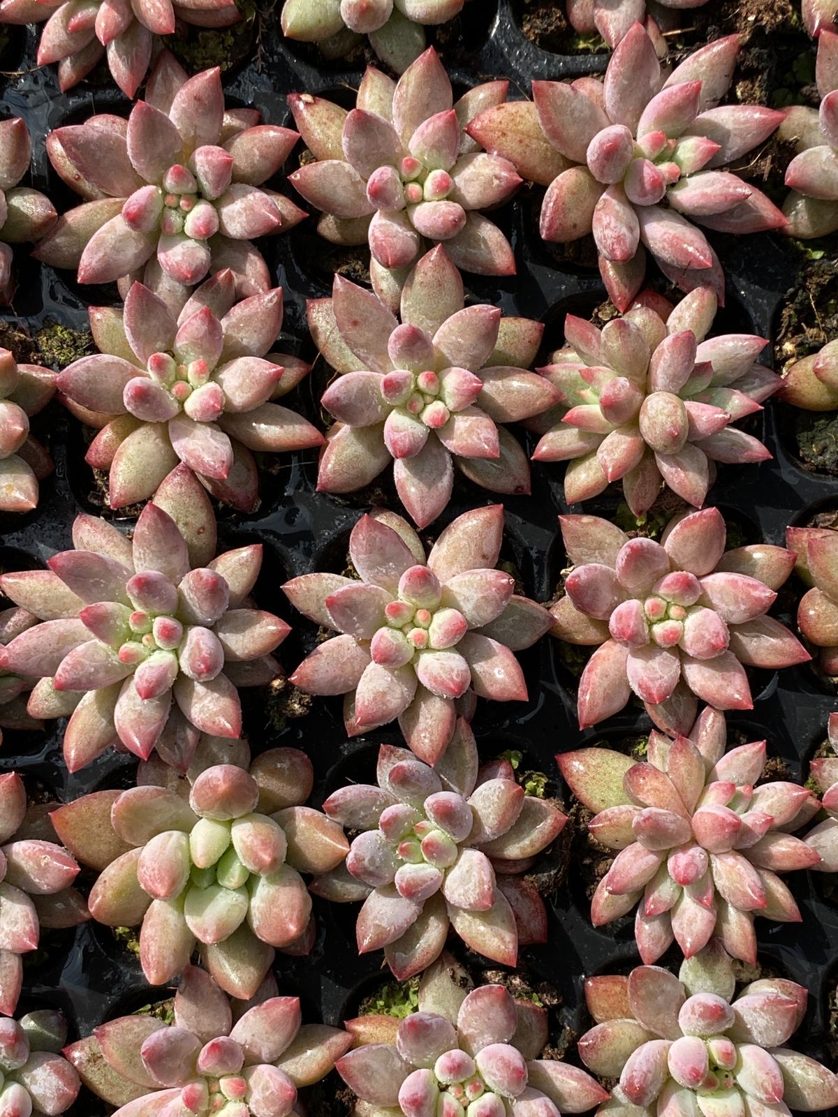 セダム アエオニウム