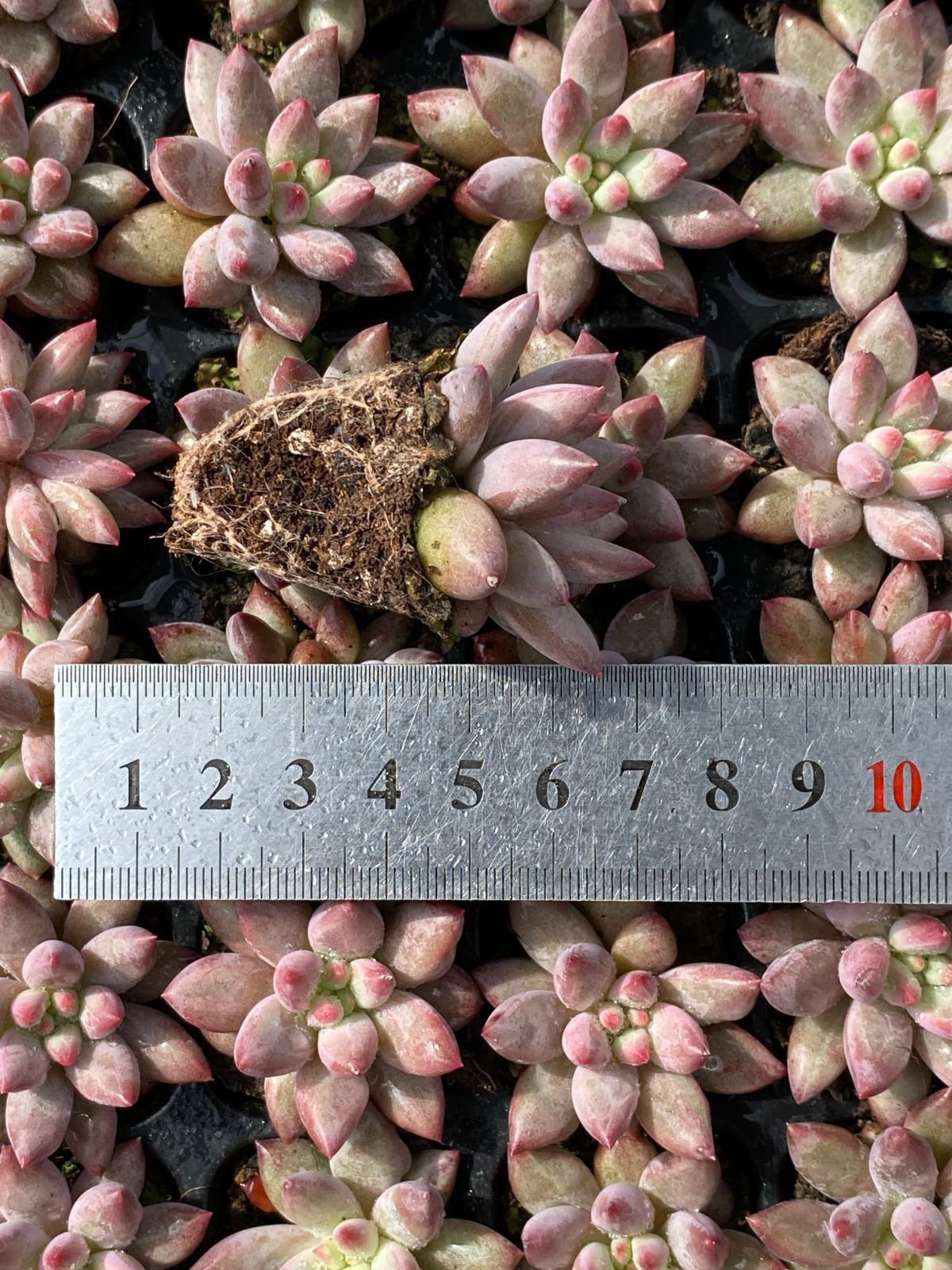  105苗×キンギョヒメ 多肉植物 エケベリア セダム アエオニウム グラプトペタルム 韓国苗 寄せ植え XQS 299 その他多肉植物 観葉植物