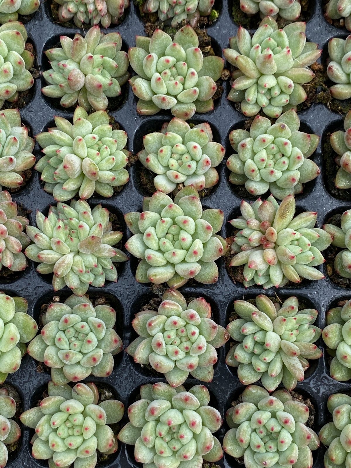 グラプトペタルム