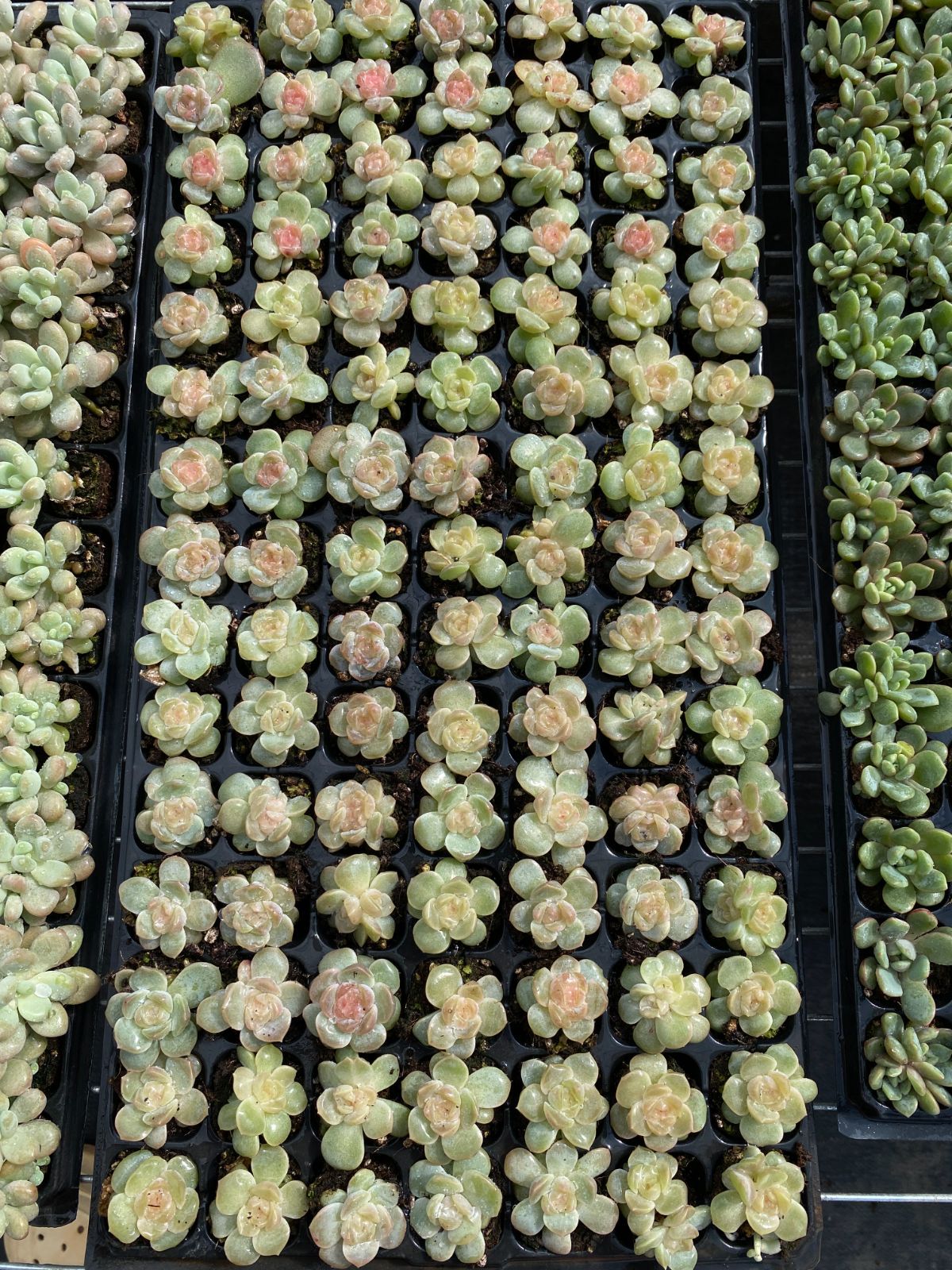 105苗×ウンラン 多肉植物 エケベリア セダム アエオニウム グラプトペタルム 韓国苗 寄せ植え XQS341