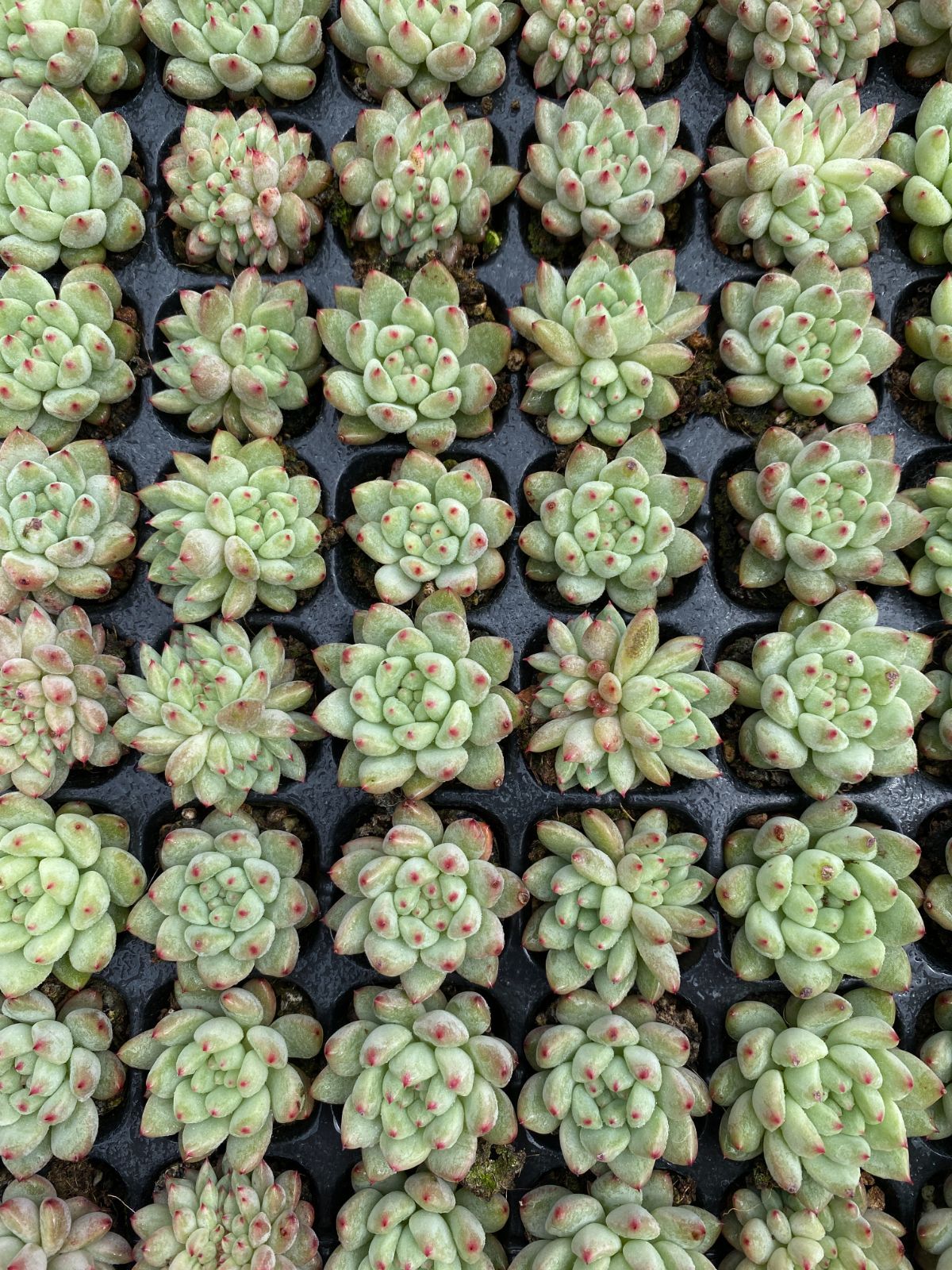 105苗×エンジコウ 多肉植物 エケベリア セダム アエオニウム グラプトペタルム 韓国苗 寄せ植え XQS312